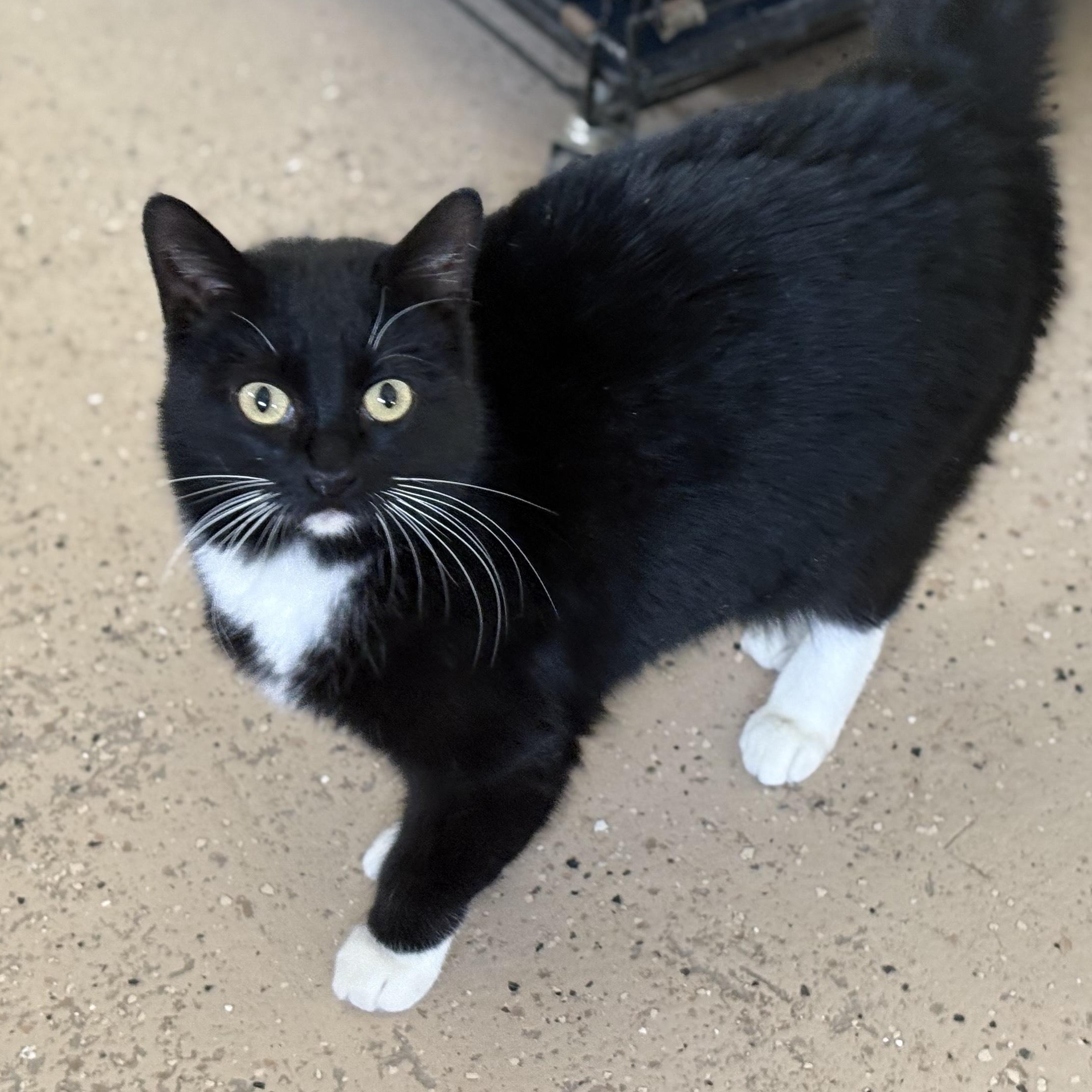 Venus, an adoptable Domestic Short Hair in Las Cruces, NM, 88001 | Photo Image 1