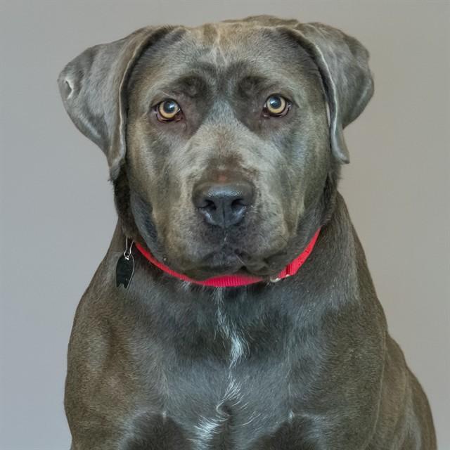 Enlarge KAY, a Adoptable Labrador Retriever in St. Louis, MO image 1/1