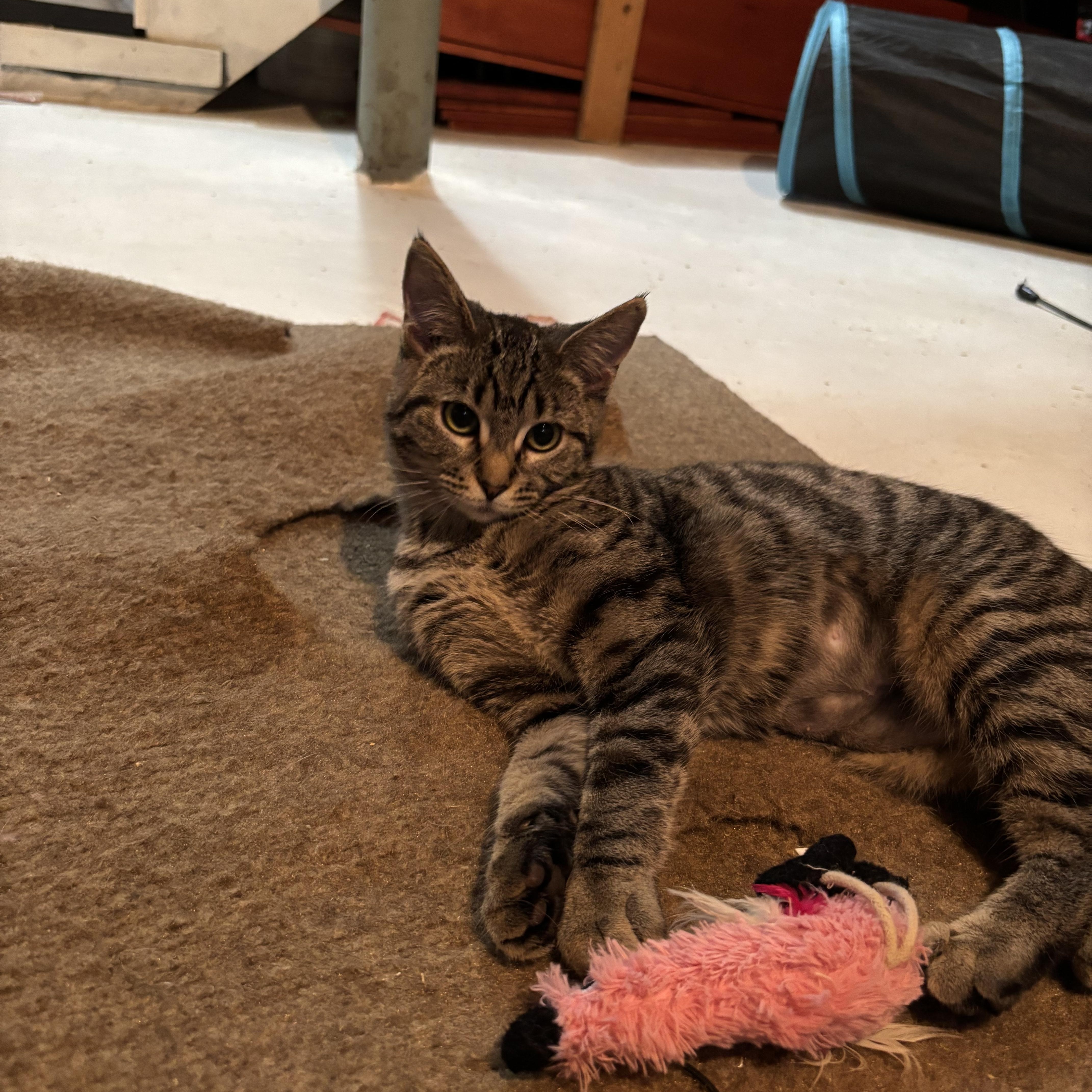 Enlarge Peanut, a Adoptable Domestic Short Hair in Shippensburg, PA image 2/4