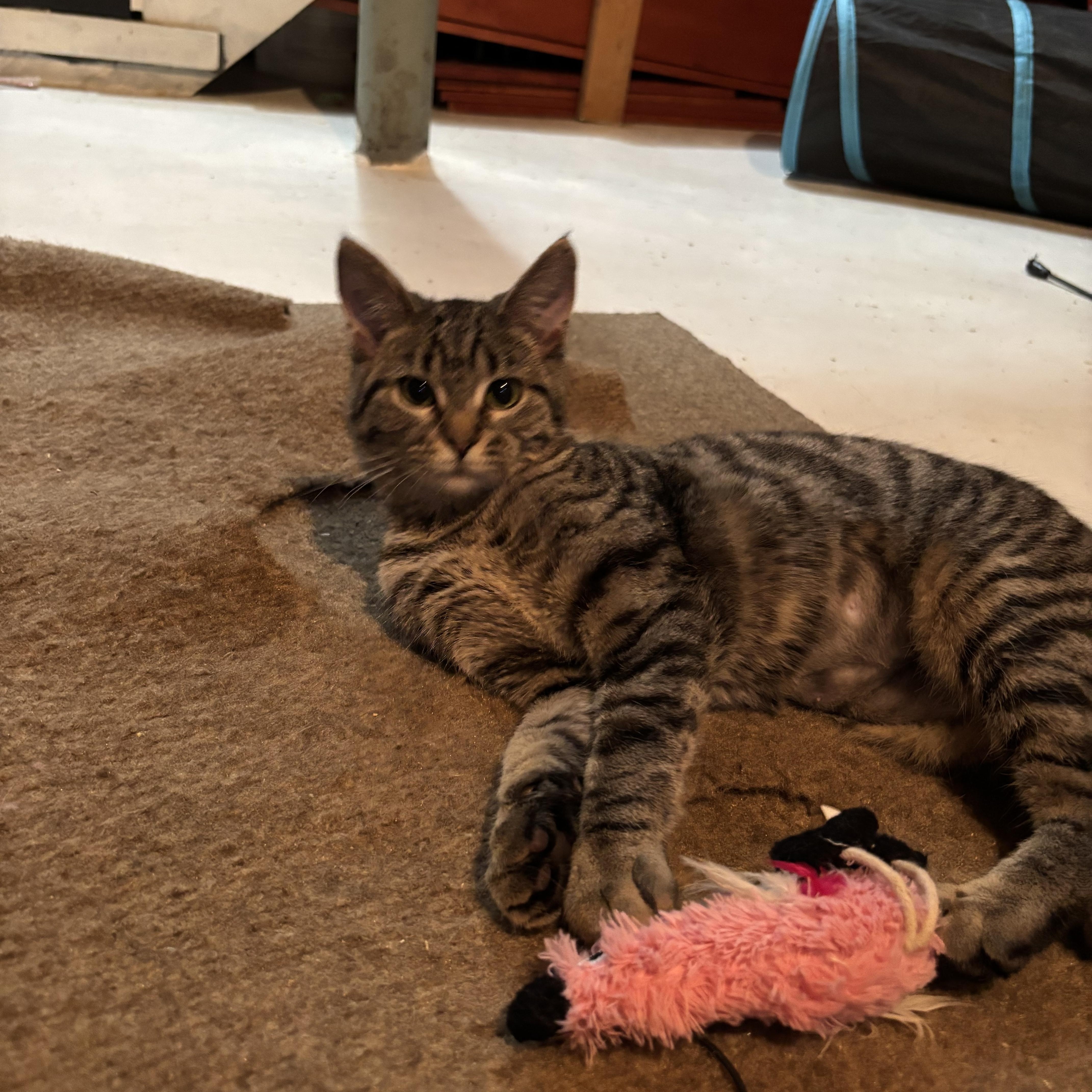 Peanut, Adoptable, Kitten Female Domestic Short Hair.