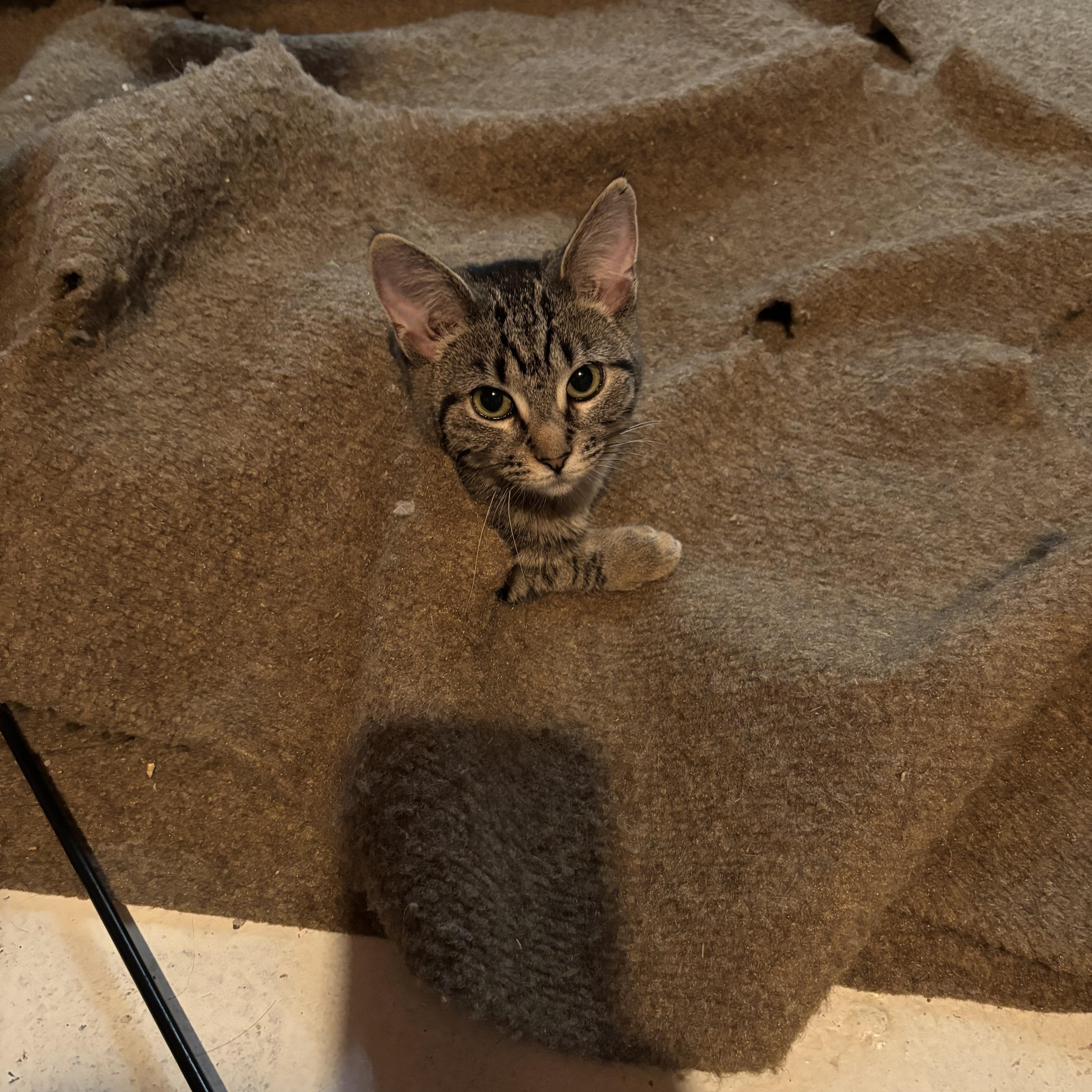 Enlarge Peanut, a Adoptable Domestic Short Hair in Shippensburg, PA image 4/4