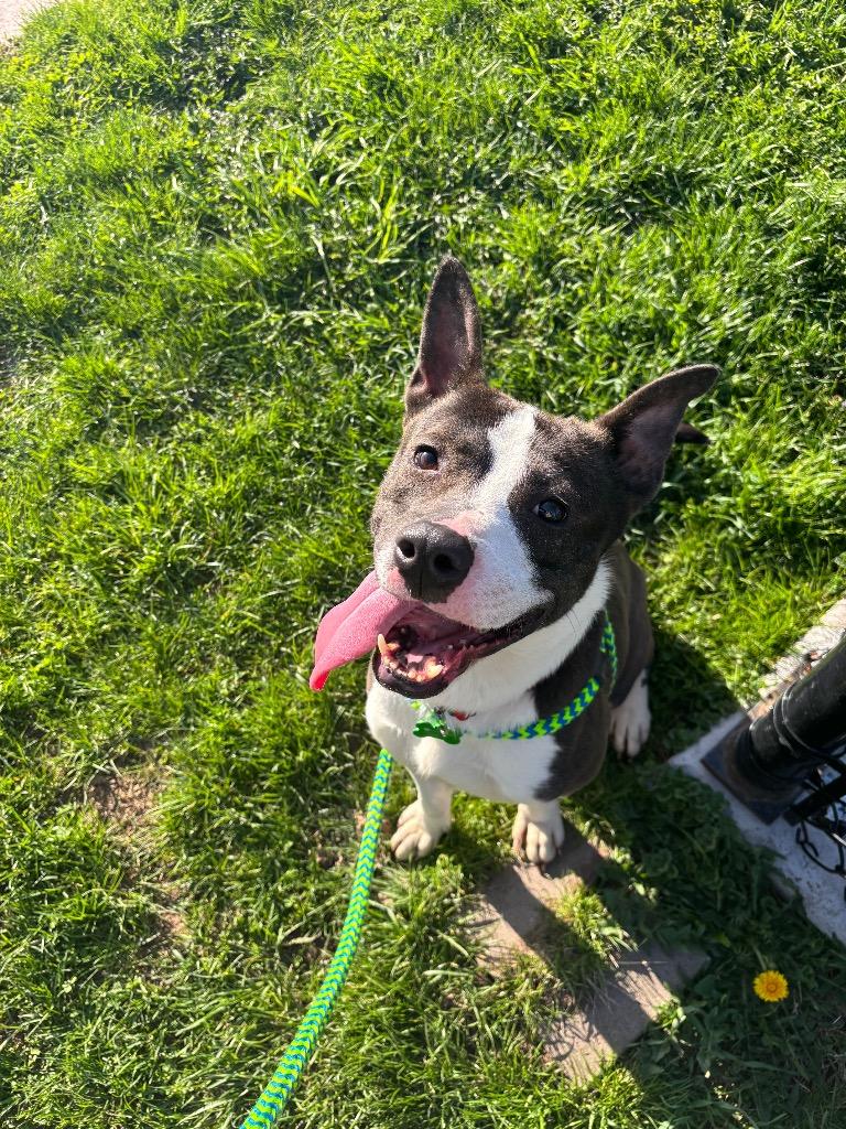 Enlarge Clarence, a Adoptable mixed breed in North Syracuse, NY image 2/6