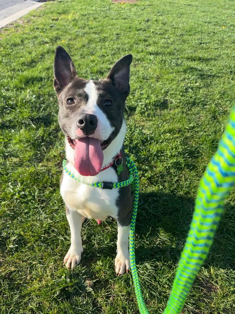 Enlarge Clarence, a Adoptable mixed breed in North Syracuse, NY image 3/6