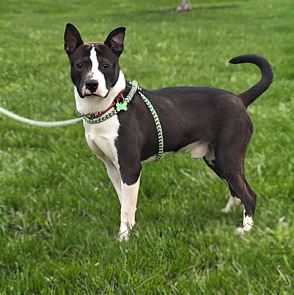 Enlarge Clarence, a Adoptable mixed breed in North Syracuse, NY image 4/6