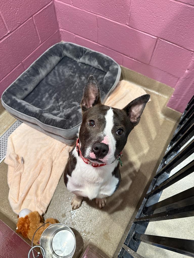 Enlarge Clarence, a Adoptable mixed breed in North Syracuse, NY image 5/6