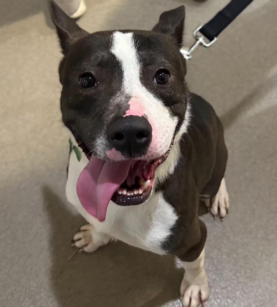 Enlarge Clarence, a Adoptable mixed breed in North Syracuse, NY image 6/6