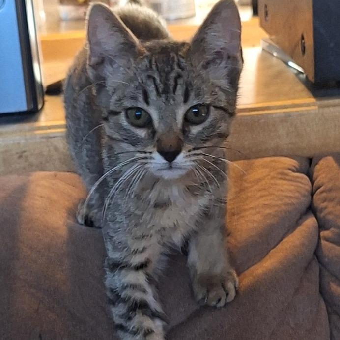 Enlarge Reign, a Adoptable American Shorthair in Grantsville, UT image 1/1