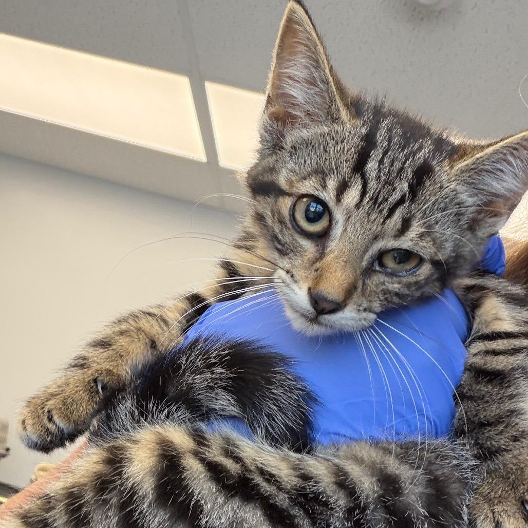 TNT, Adoptable, Kitten Female Domestic Short Hair.