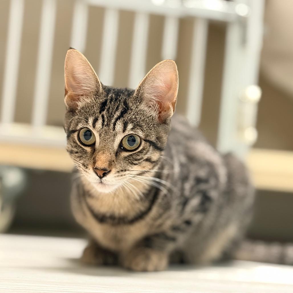Enlarge TNT, a Adoptable Domestic Short Hair in Watertown, NY image 2/5