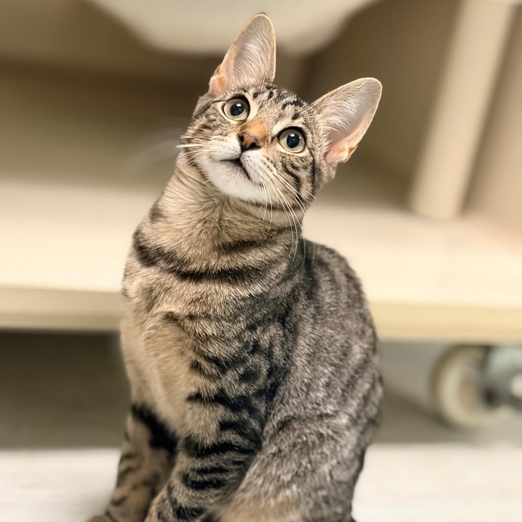 Enlarge TNT, a Adoptable Domestic Short Hair in Watertown, NY image 3/5