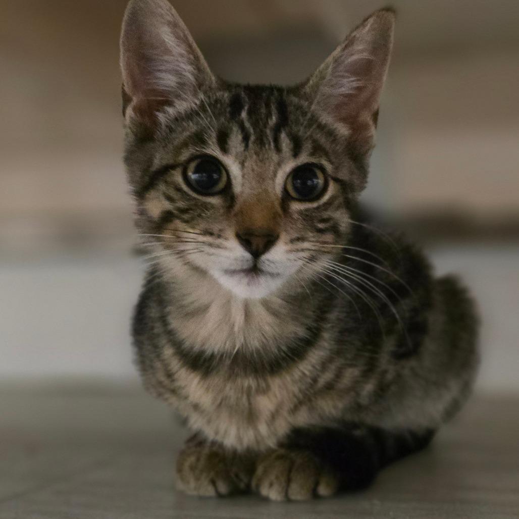 TNT, a Adoptable Domestic Short Hair in Watertown, NY image 3/3
