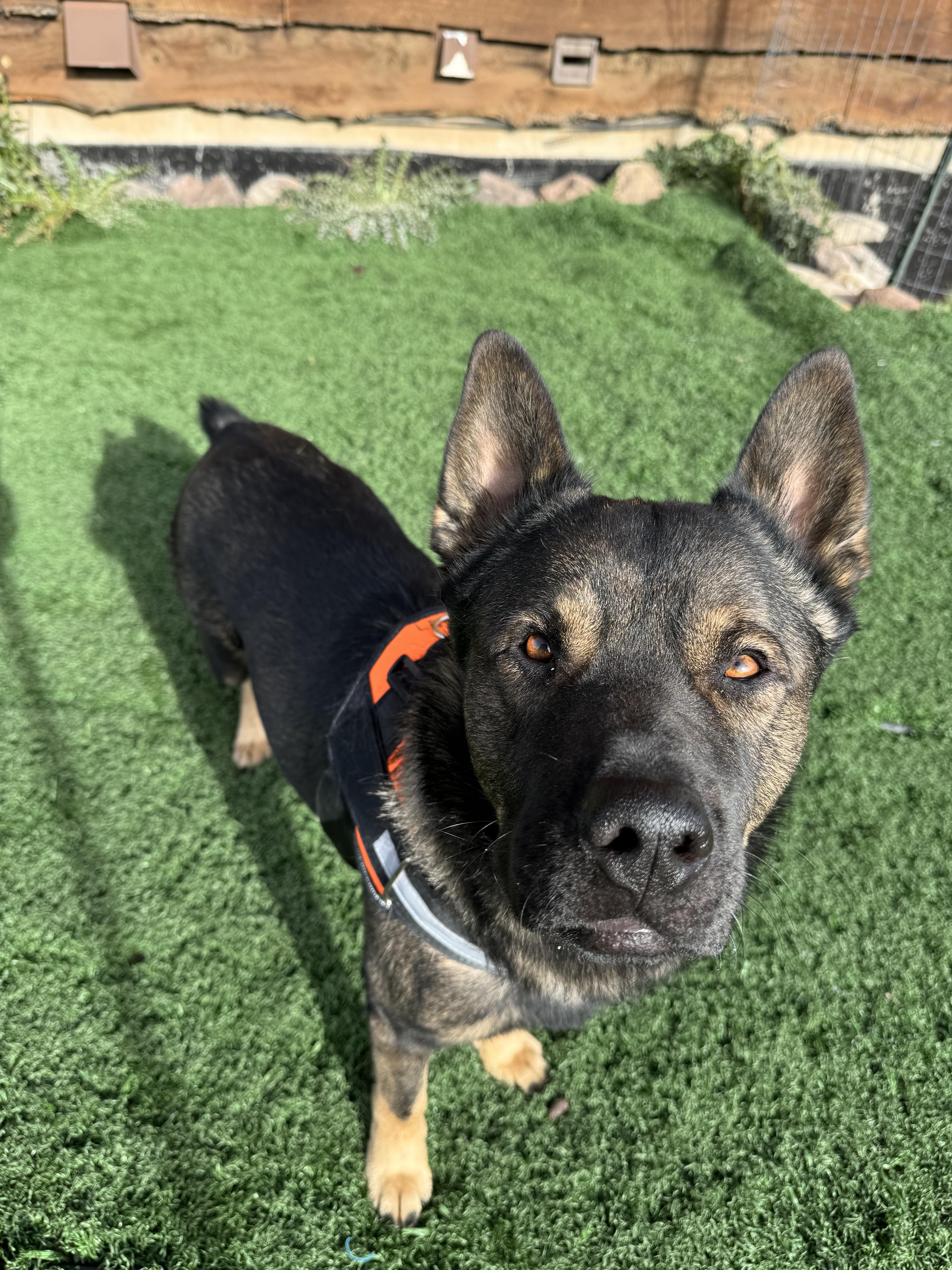 Alfie, a Adopted mixed breed in Kamas, UT image 1/2