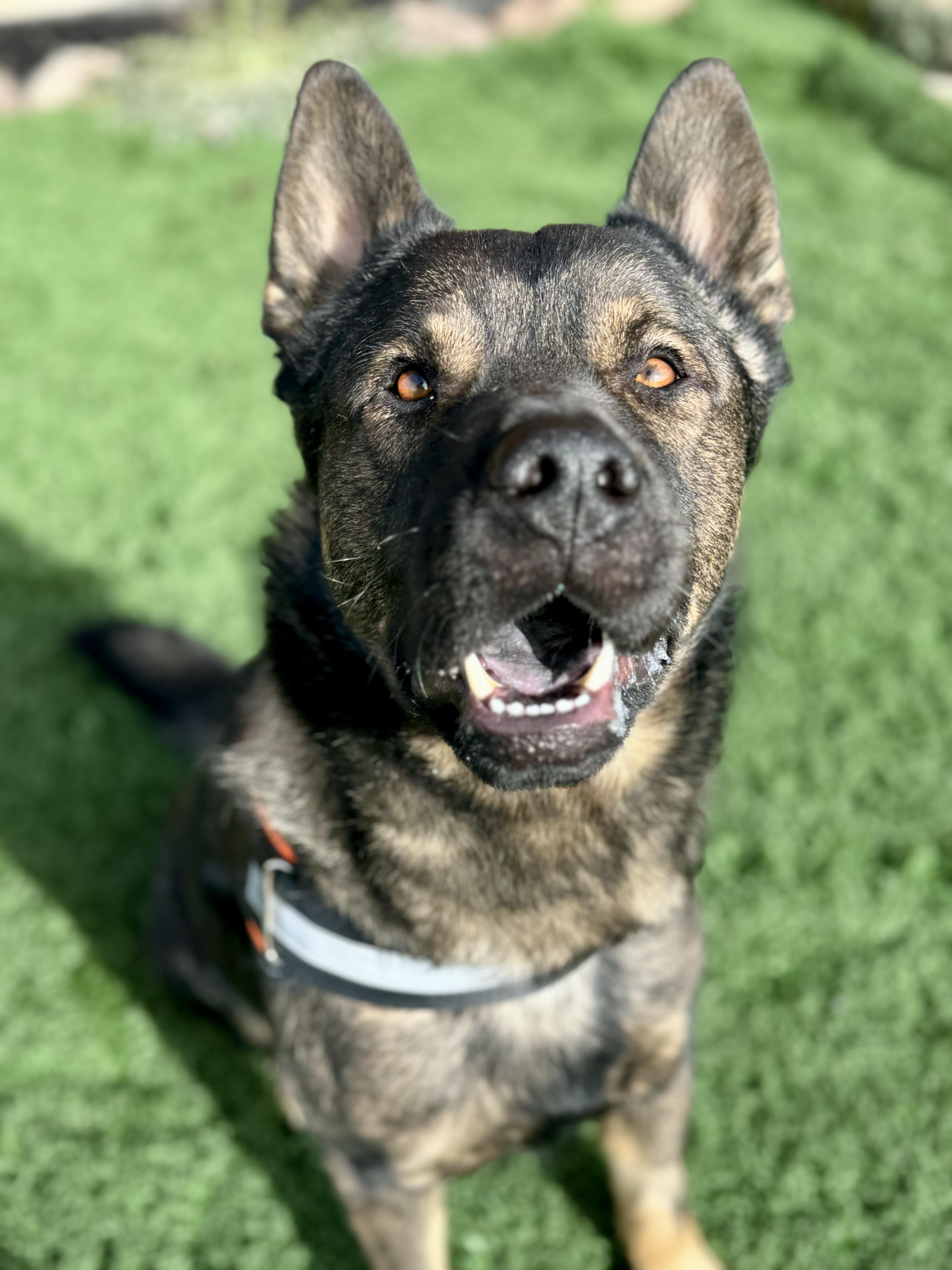 Alfie, a Adopted mixed breed in Kamas, UT image 2/2