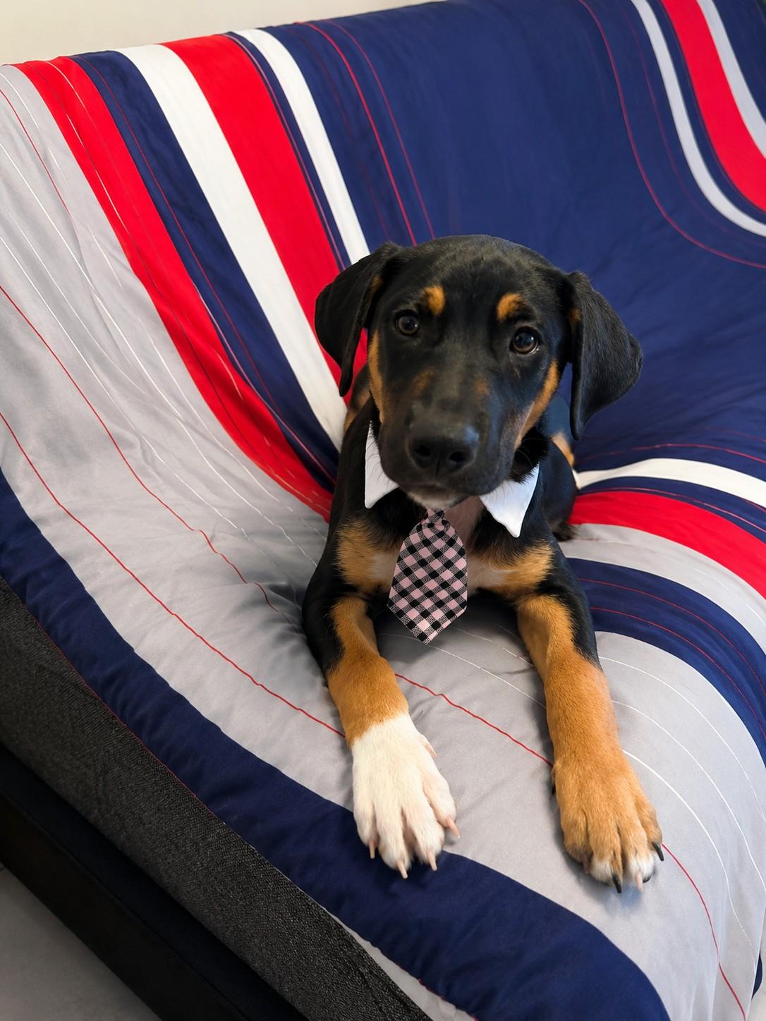 Kobe, a ADOPTABLE mixed breed in Poway, CA image 2/3