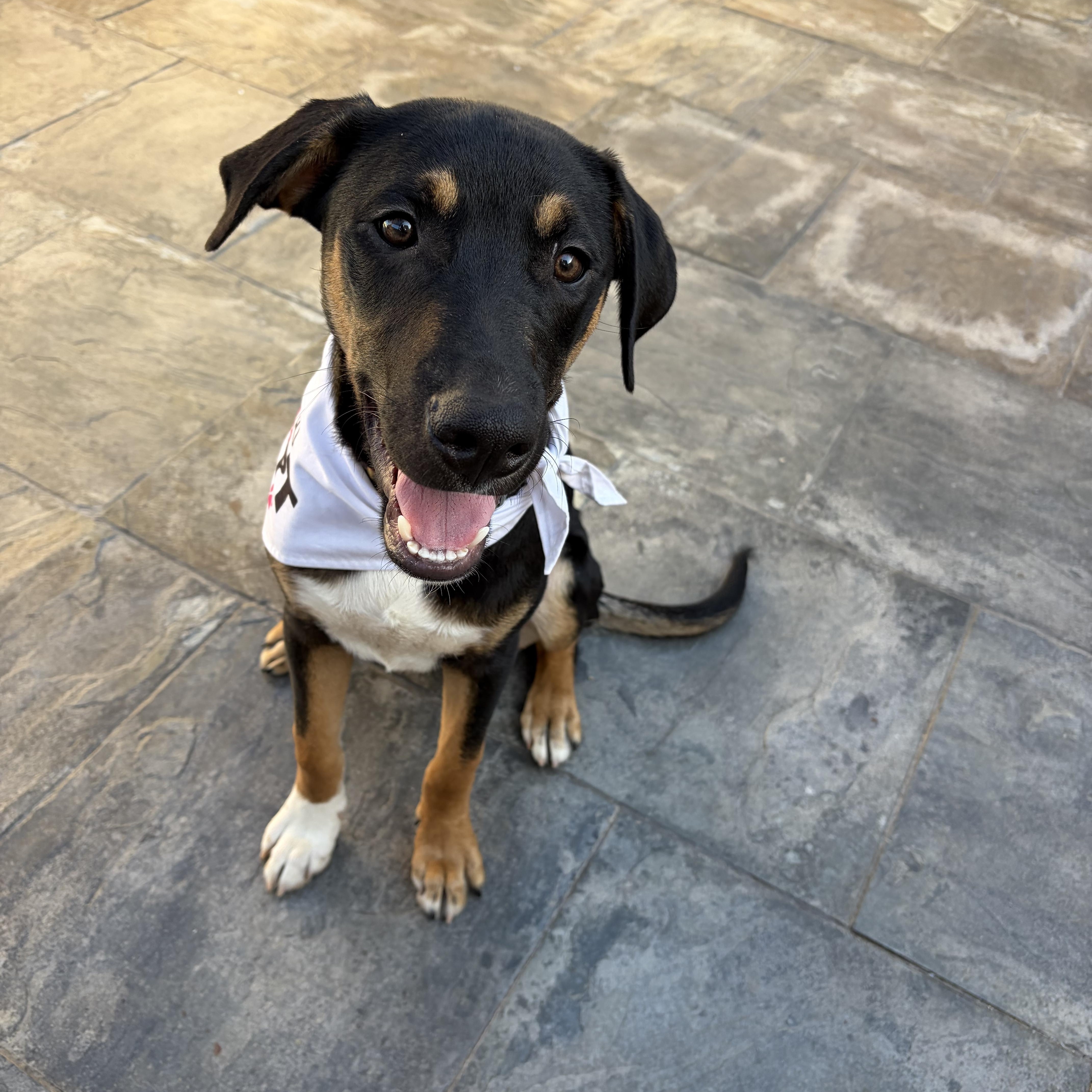 Kobe, ADOPTABLE, Puppy Male Shepherd & Labrador Retriever.