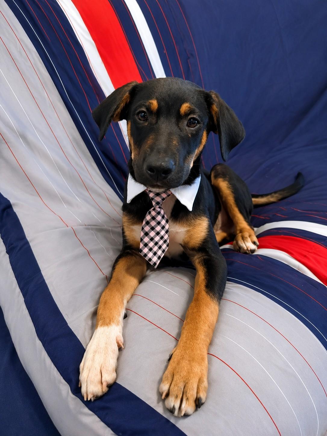 Kobe, ADOPTABLE, Puppy Male Shepherd & Labrador Retriever.