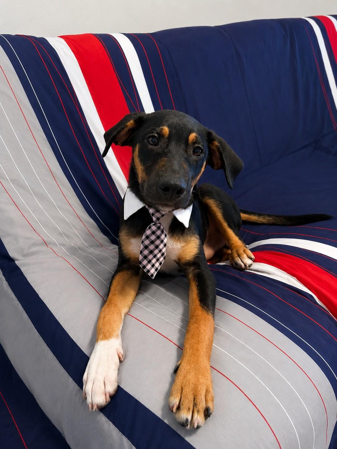 Kobe, a ADOPTABLE mixed breed in Poway, CA image 3/3