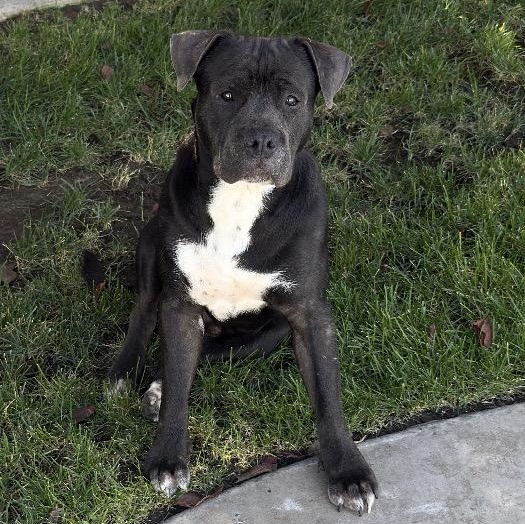 Blue, Adoptable, Young Male American Bully.