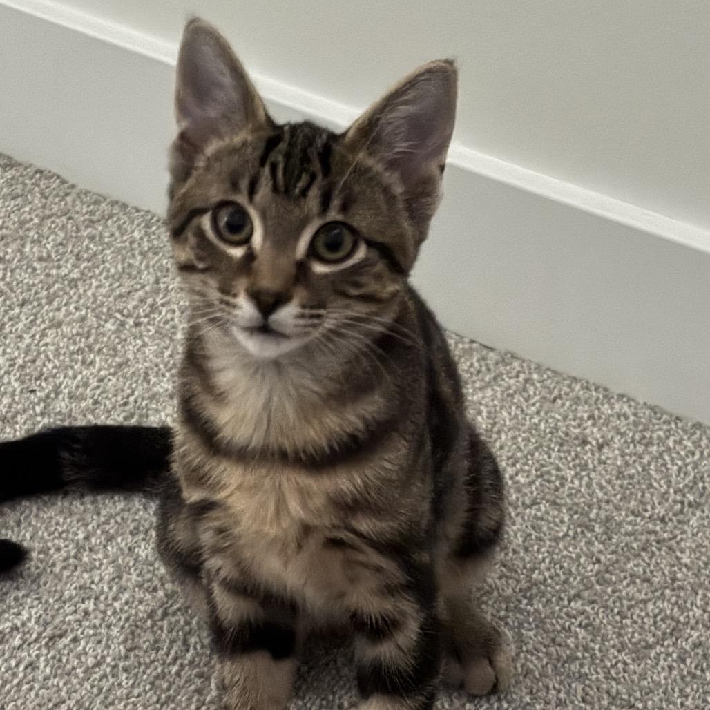 Loki, Adoptable, Kitten Male Domestic Short Hair.