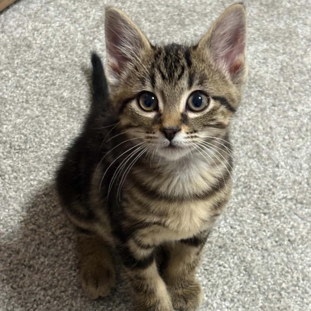 Enlarge Loki, a Adoptable Domestic Short Hair in Calgary, AB image 2/4