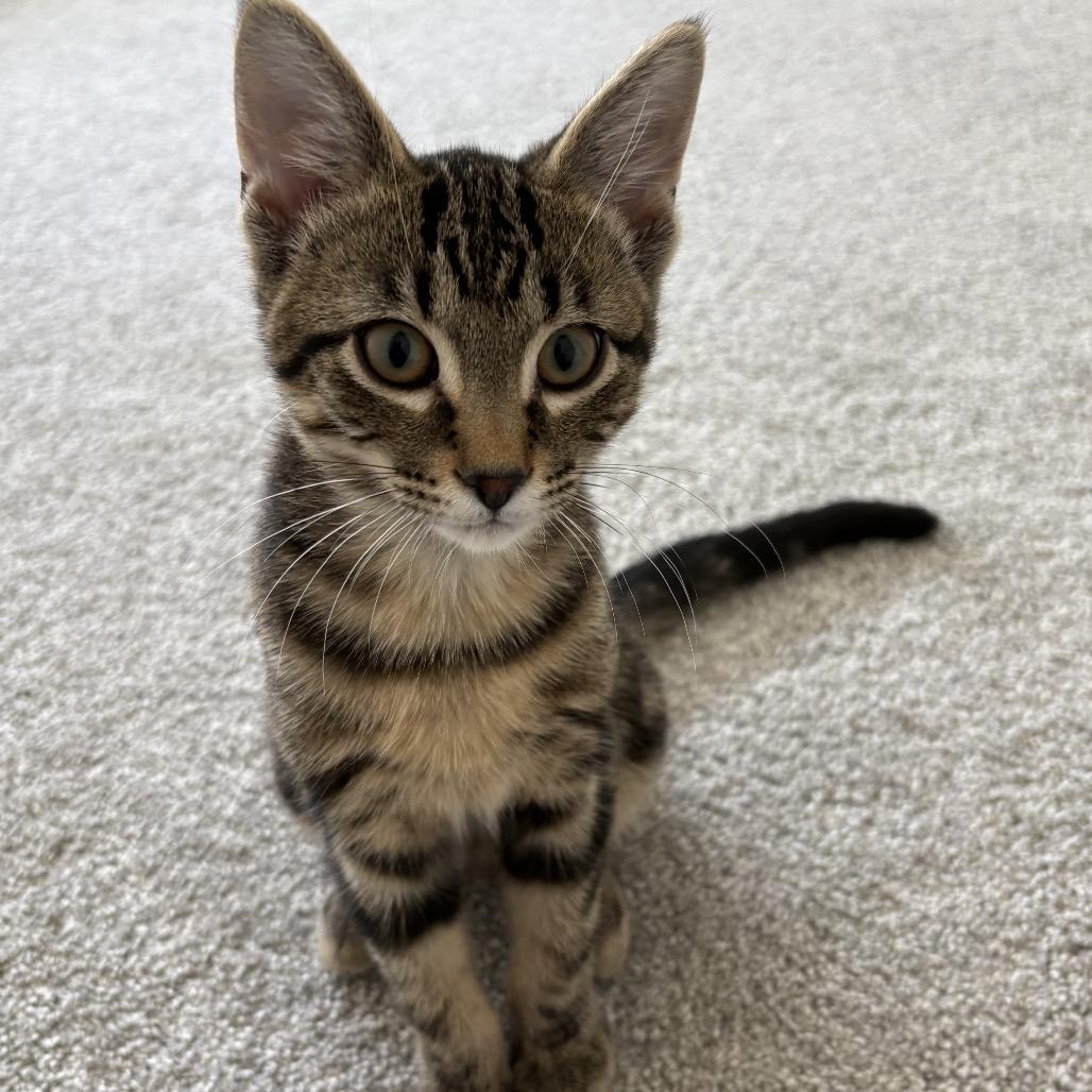 Enlarge Loki, a Adoptable Domestic Short Hair in Calgary, AB image 3/4