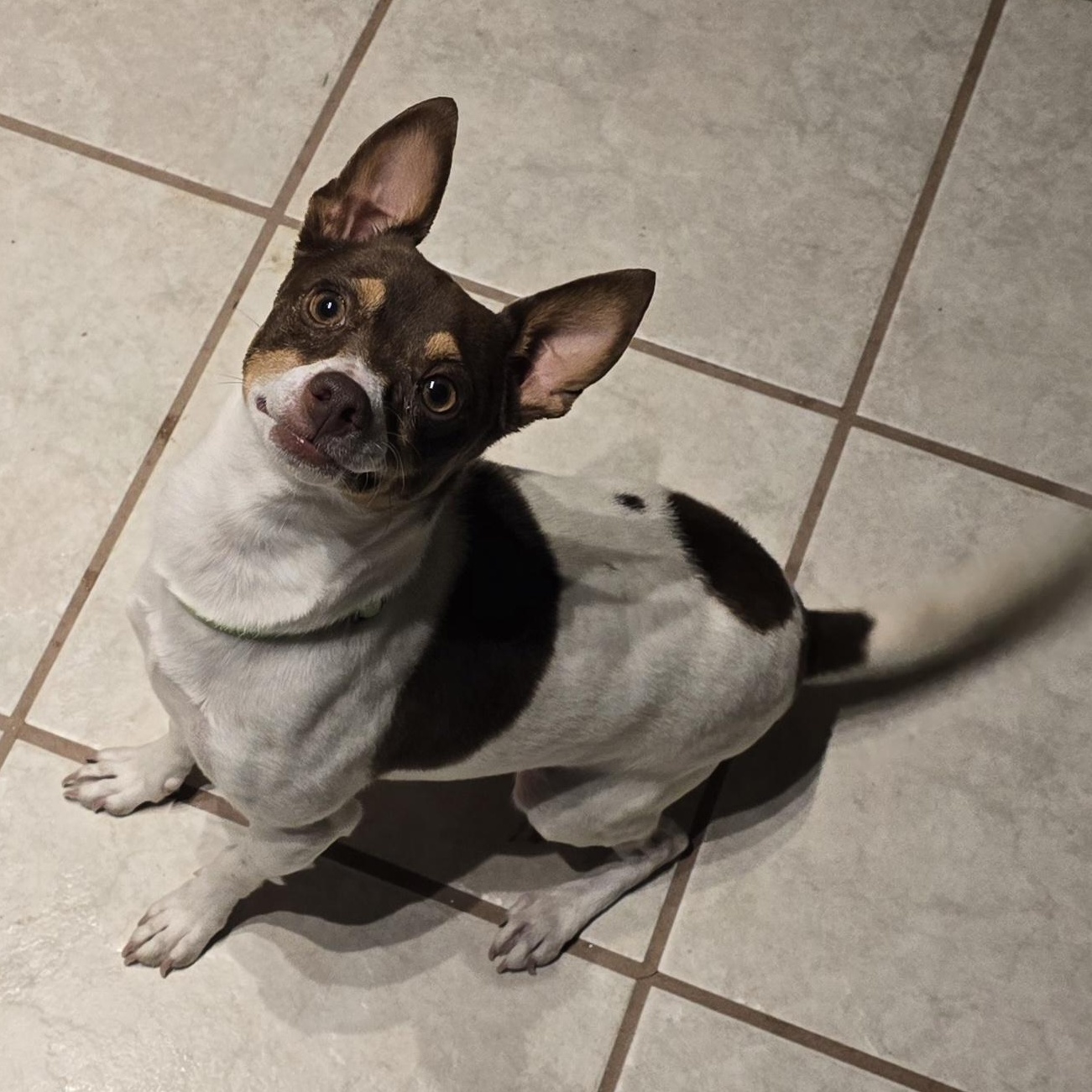 Enlarge Maizie, an adopted mixed breed in Lubbock, TX image 1/3