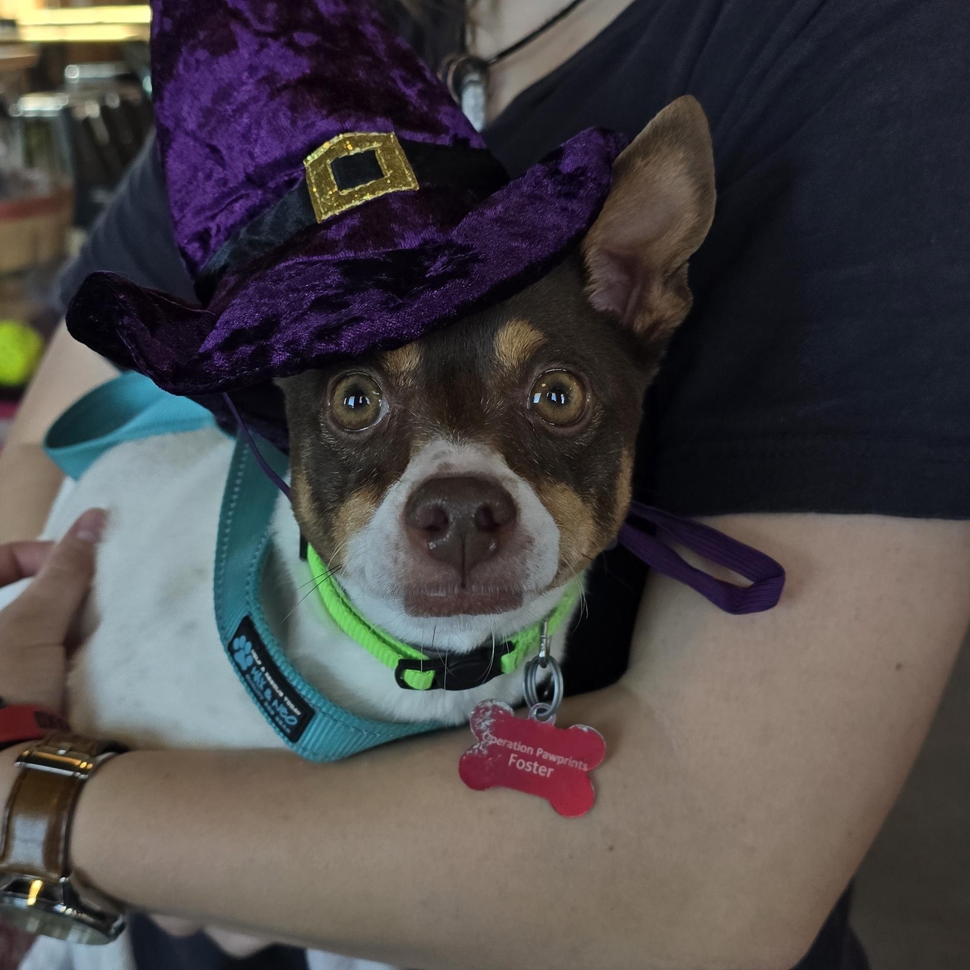 Enlarge Maizie, an adopted mixed breed in Lubbock, TX image 2/3