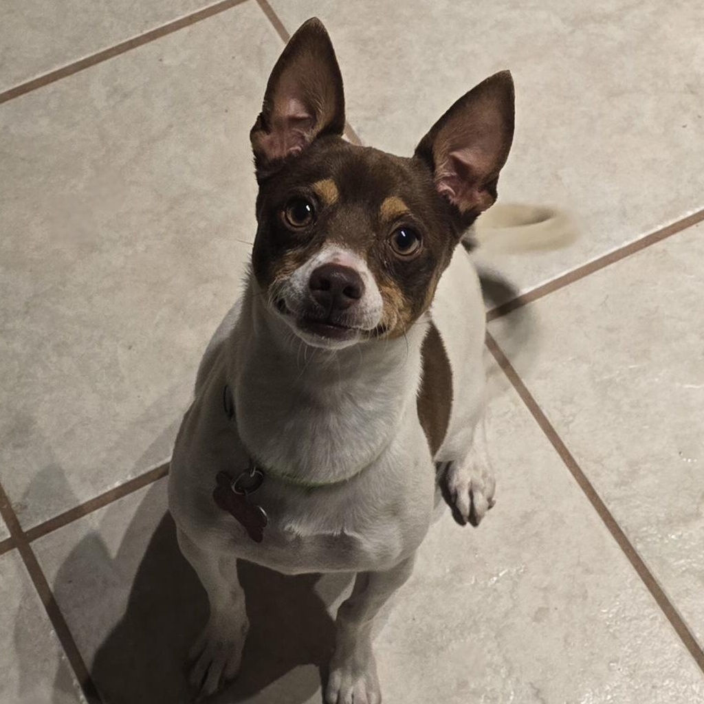 Enlarge Maizie, an adopted mixed breed in Lubbock, TX image 3/3