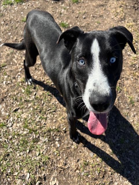 BOLT — thumbnail 2