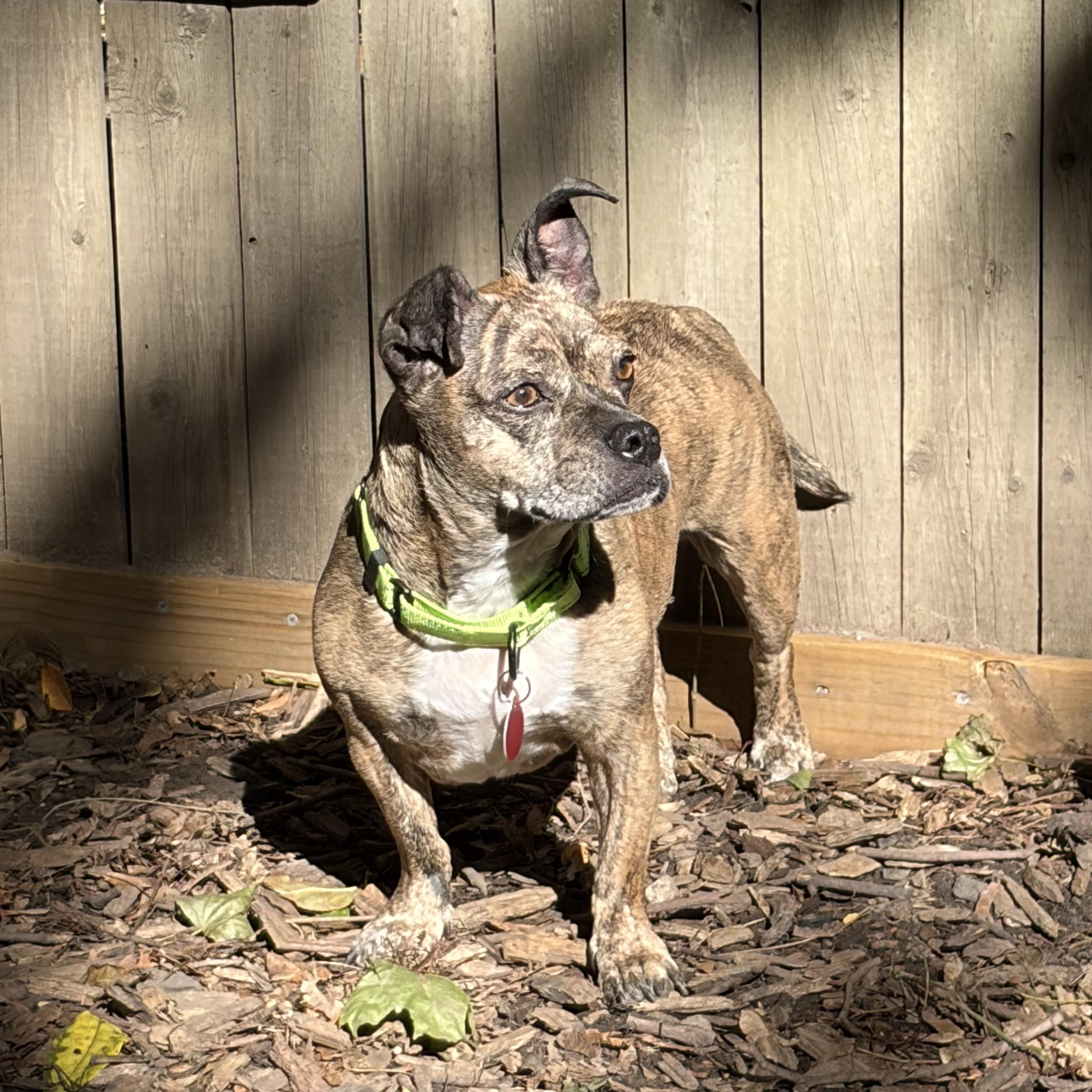 Enlarge Poppy, a Adoptable mixed breed in Brooklyn, NY image 4/6