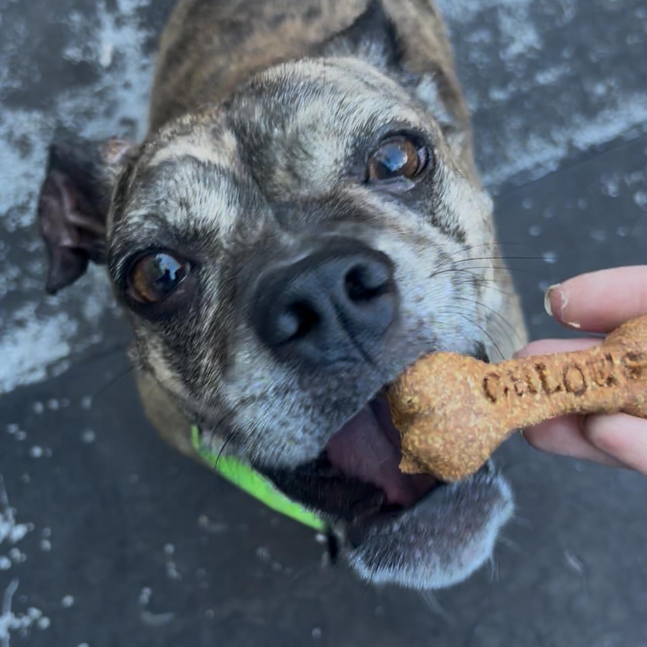 Enlarge Poppy, a Adoptable mixed breed in Brooklyn, NY image 3/6