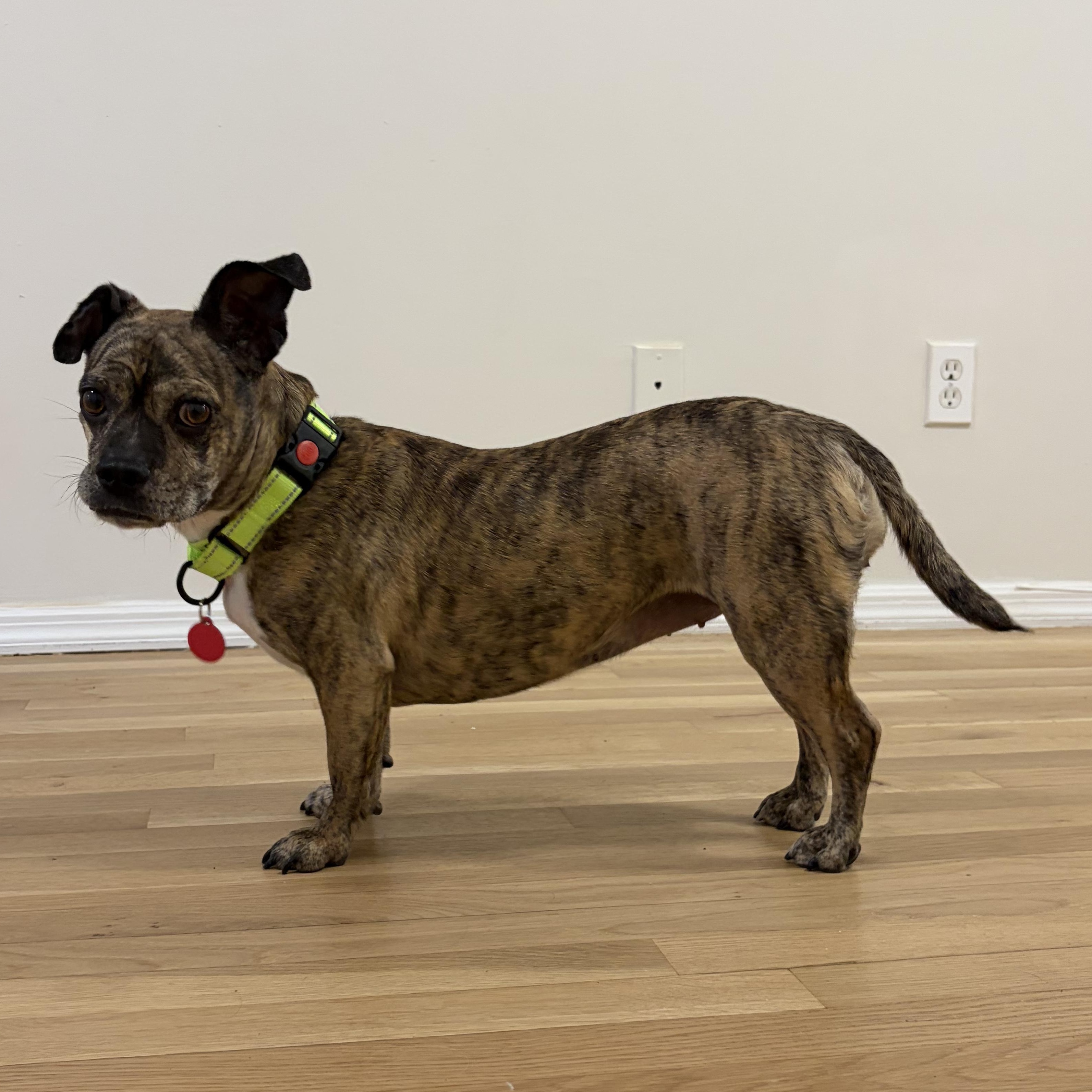 Poppy, ADOPTABLE, Adult • Female, English Bulldog & Shih Tzu.