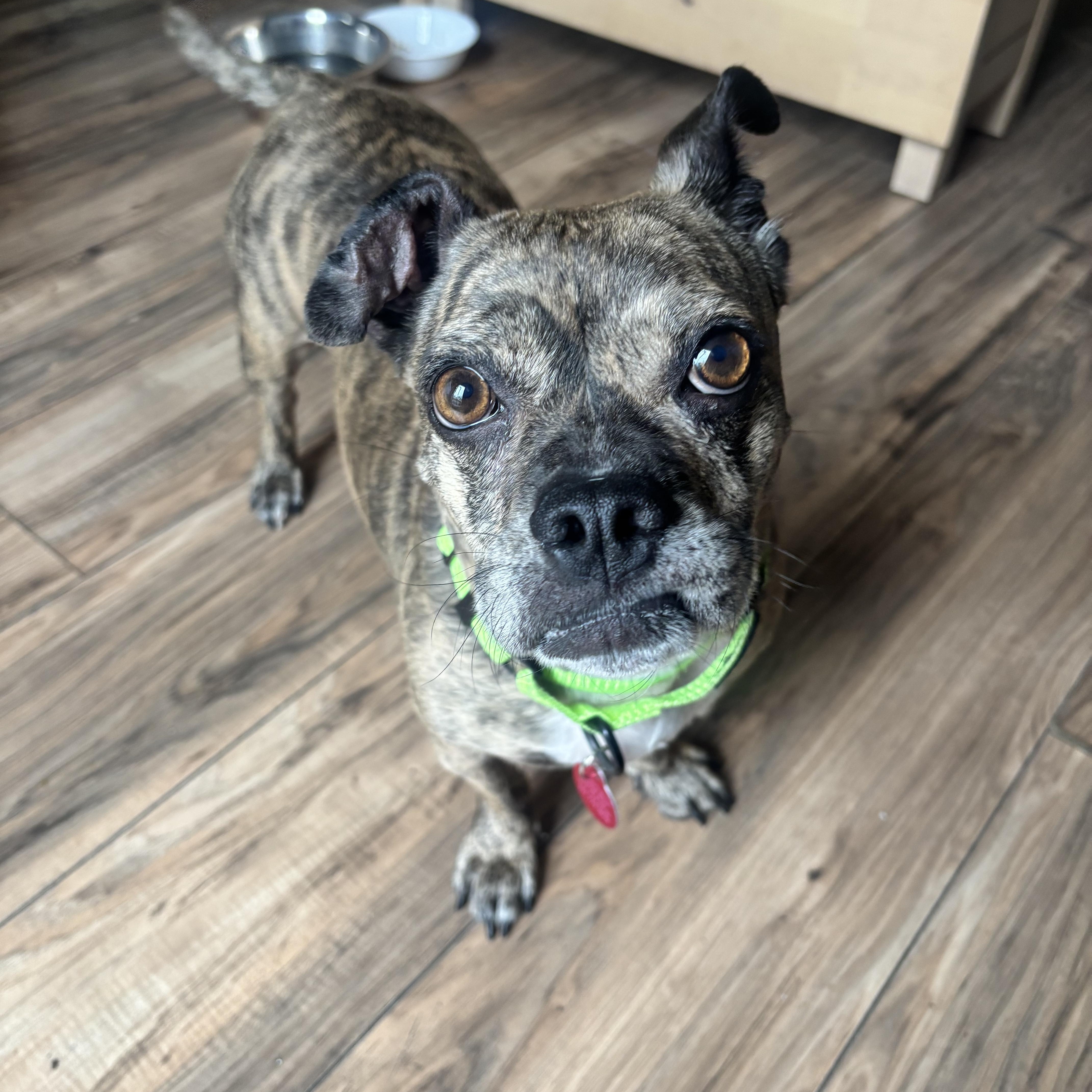 Enlarge Poppy, a Adoptable mixed breed in Brooklyn, NY image 5/6