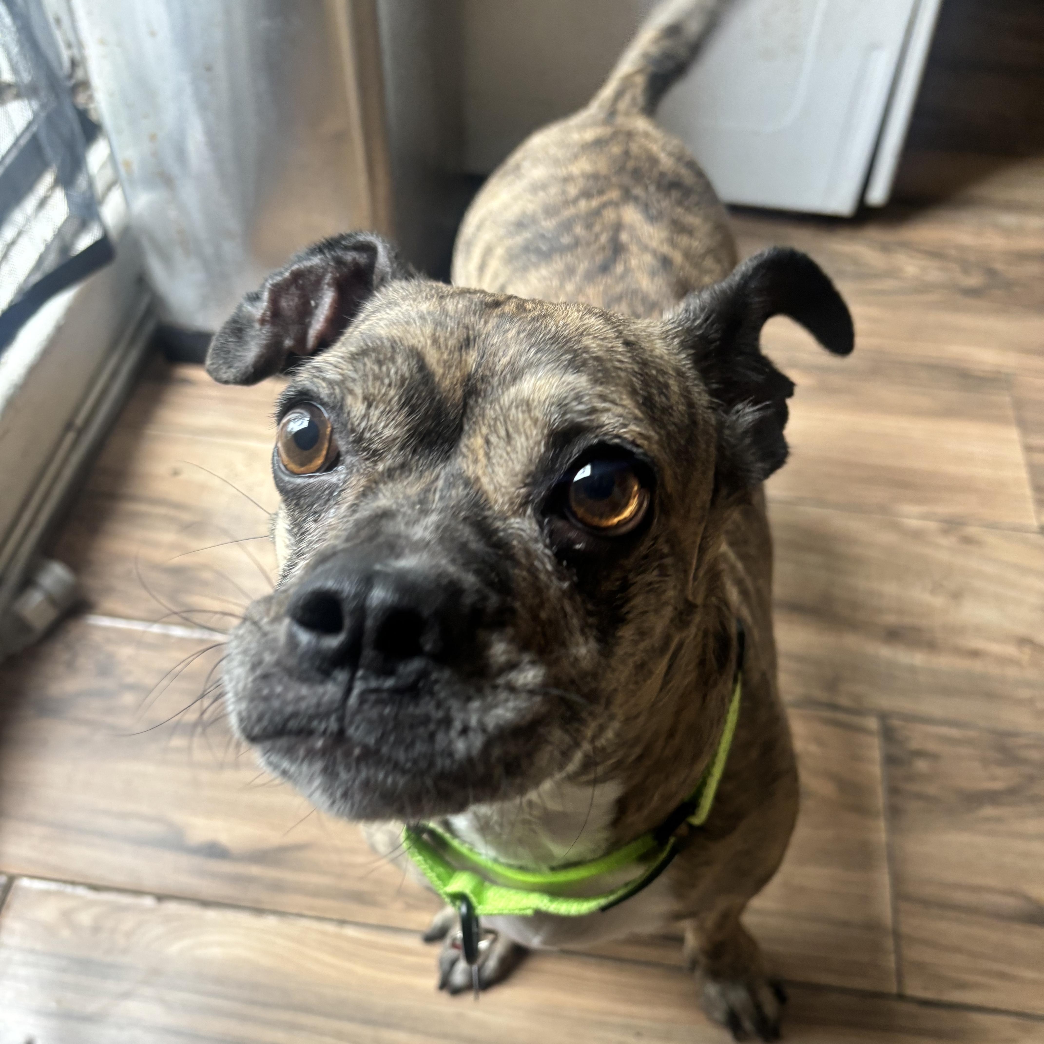 Enlarge Poppy, a Adoptable mixed breed in Brooklyn, NY image 2/6