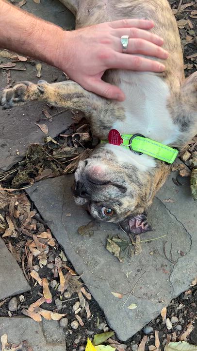 Enlarge Poppy, a Adoptable mixed breed in Brooklyn, NY video 6/6