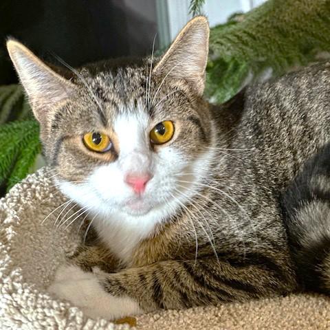 TANGY - TERRIFIC TIGER, a Adoptable mixed breed in Danbury, CT image 2/6