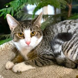 TANGY - TERRIFIC TIGER, a Adoptable mixed breed in Danbury, CT image 1/6