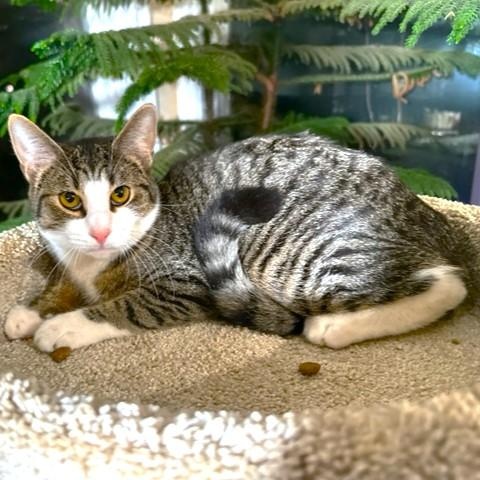 TANGY - TERRIFIC TIGER, a Adoptable mixed breed in Danbury, CT image 3/6