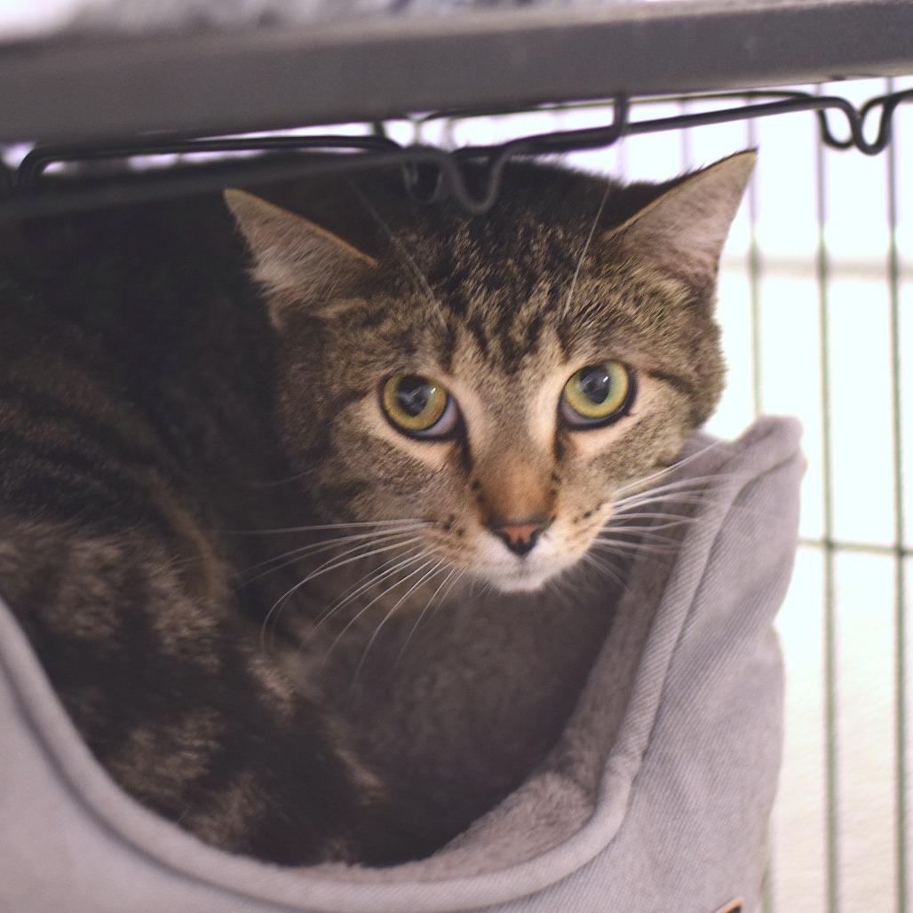 Ollie, Adoptable, Adult Male Domestic Short Hair.