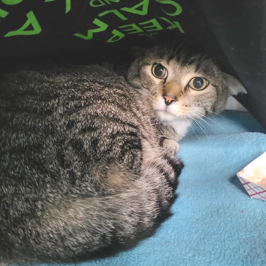 Enlarge Ollie, a Adoptable Domestic Short Hair in Belleville, IL image 2/2