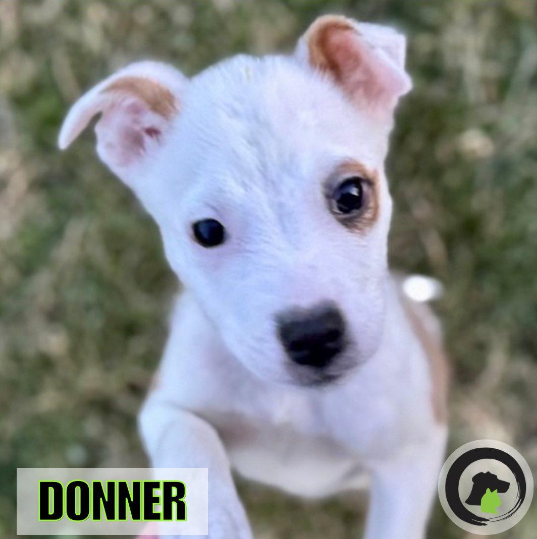 Donner, Adoptable, Puppy Male Jack Russell Terrier.