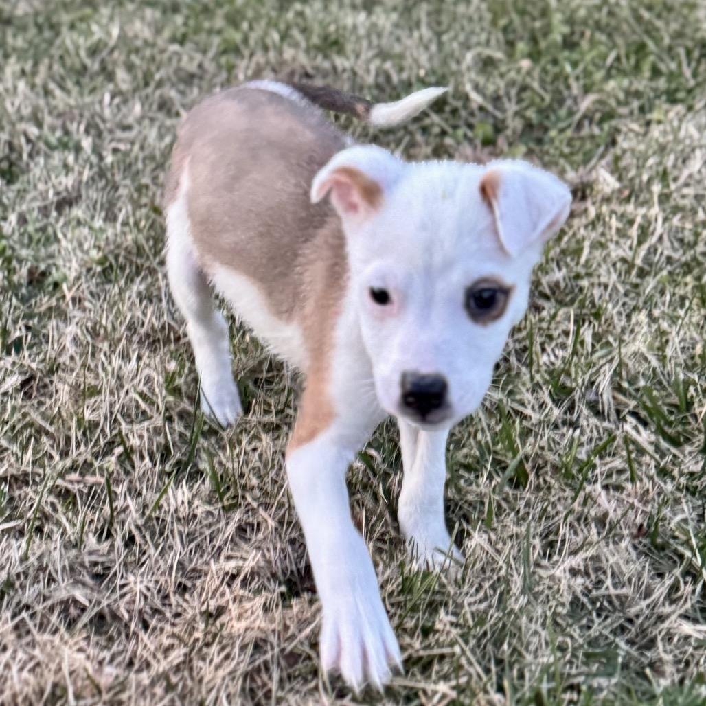 Enlarge Donner, a Adoptable mixed breed in La Grange, KY image 4/4