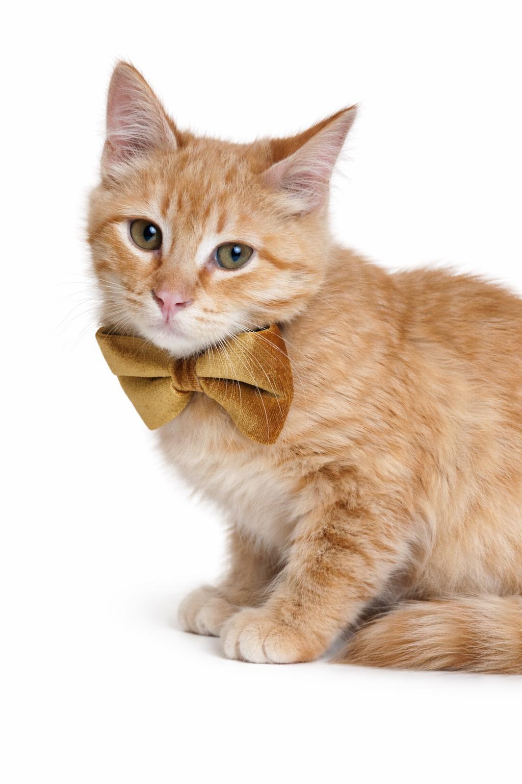 Enlarge Ronnie, a ADOPTABLE Tabby in Houston, TX image 6/6