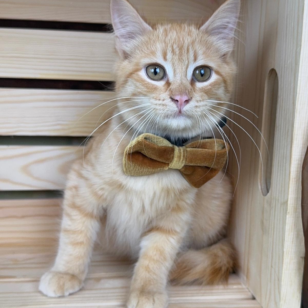 Enlarge Ronnie, a ADOPTABLE Tabby in Houston, TX image 5/6