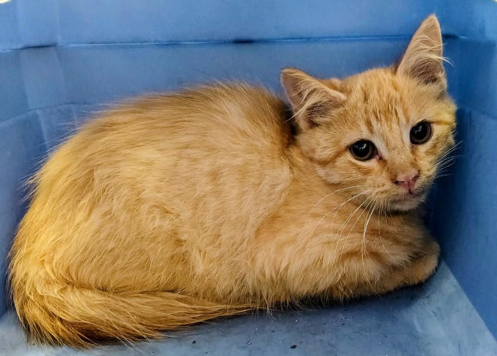 Enlarge Ronnie, a ADOPTABLE Tabby in Houston, TX image 2/3