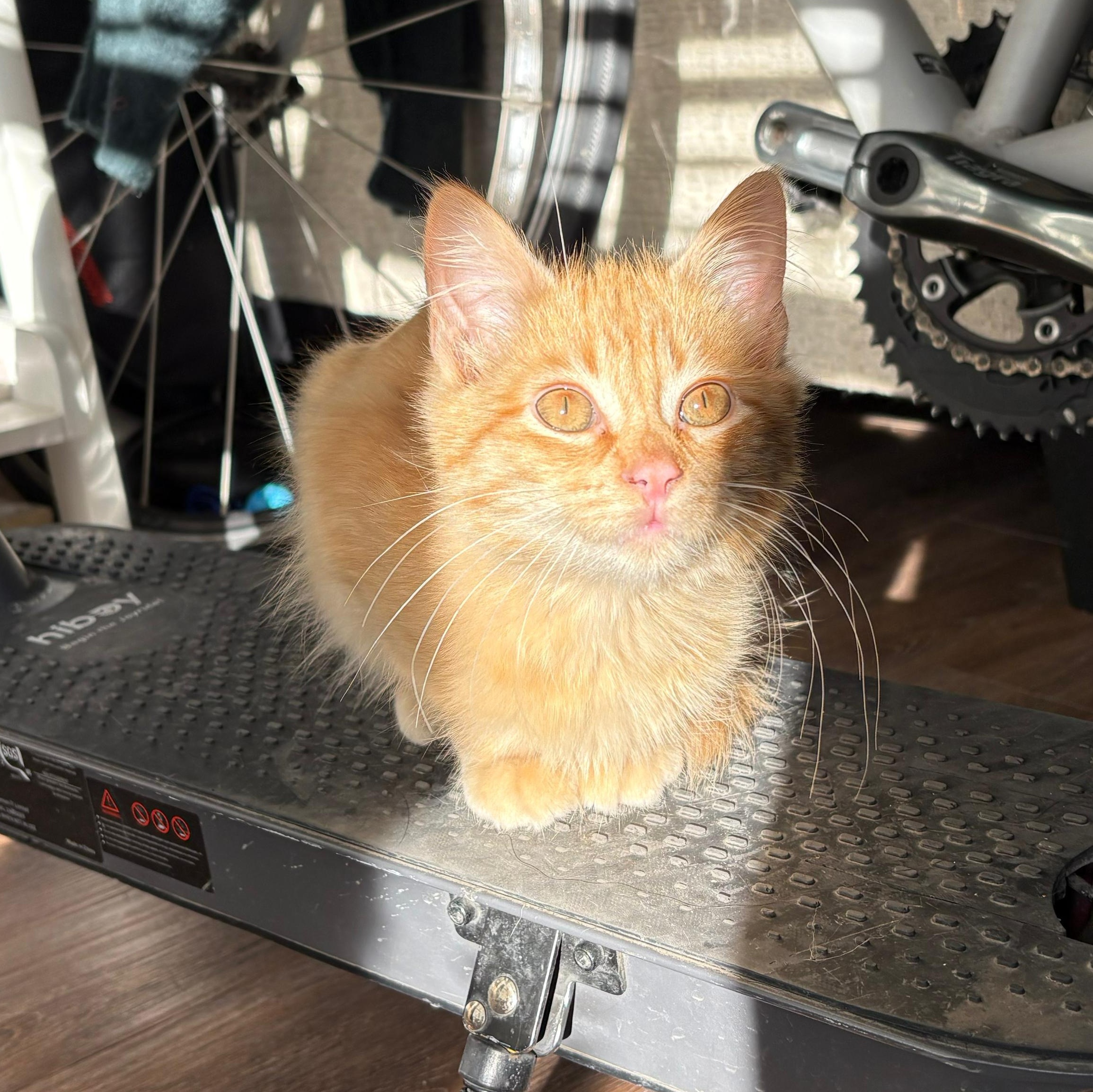 Ronnie, ADOPTABLE, Kitten Male Tabby.