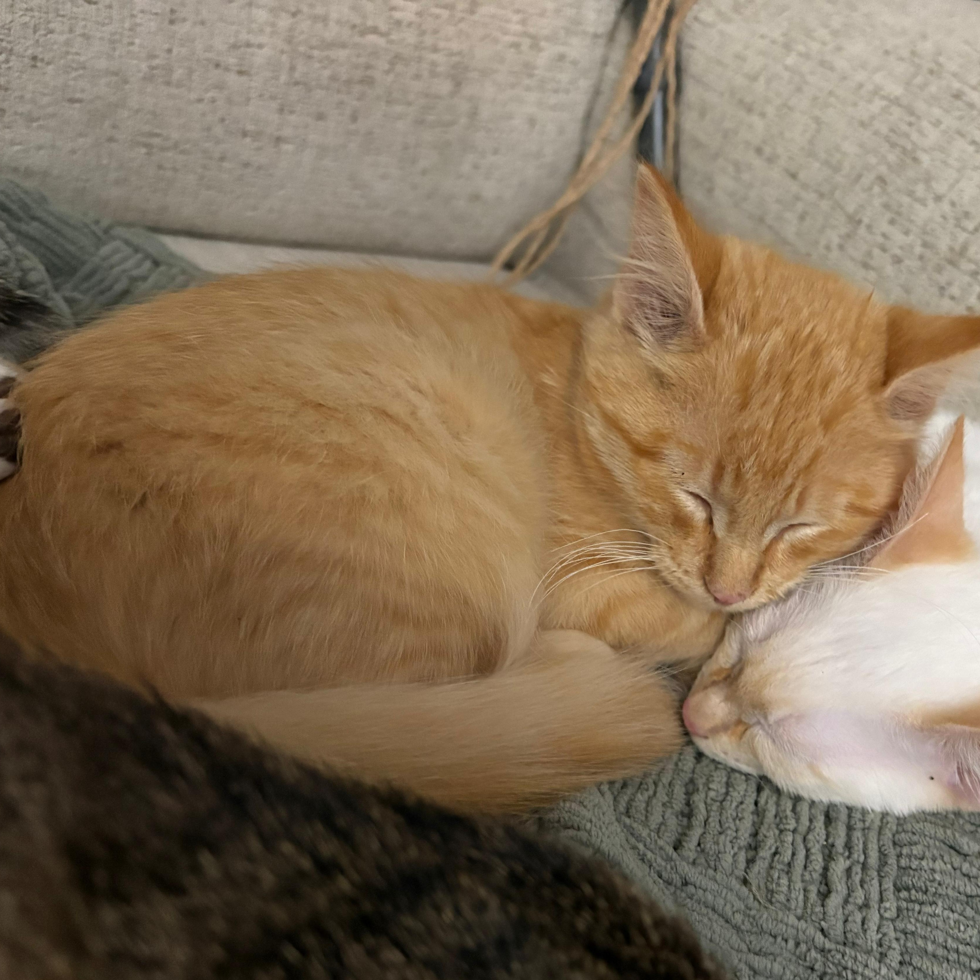 Enlarge Ronnie, a ADOPTABLE Tabby in Houston, TX image 3/3