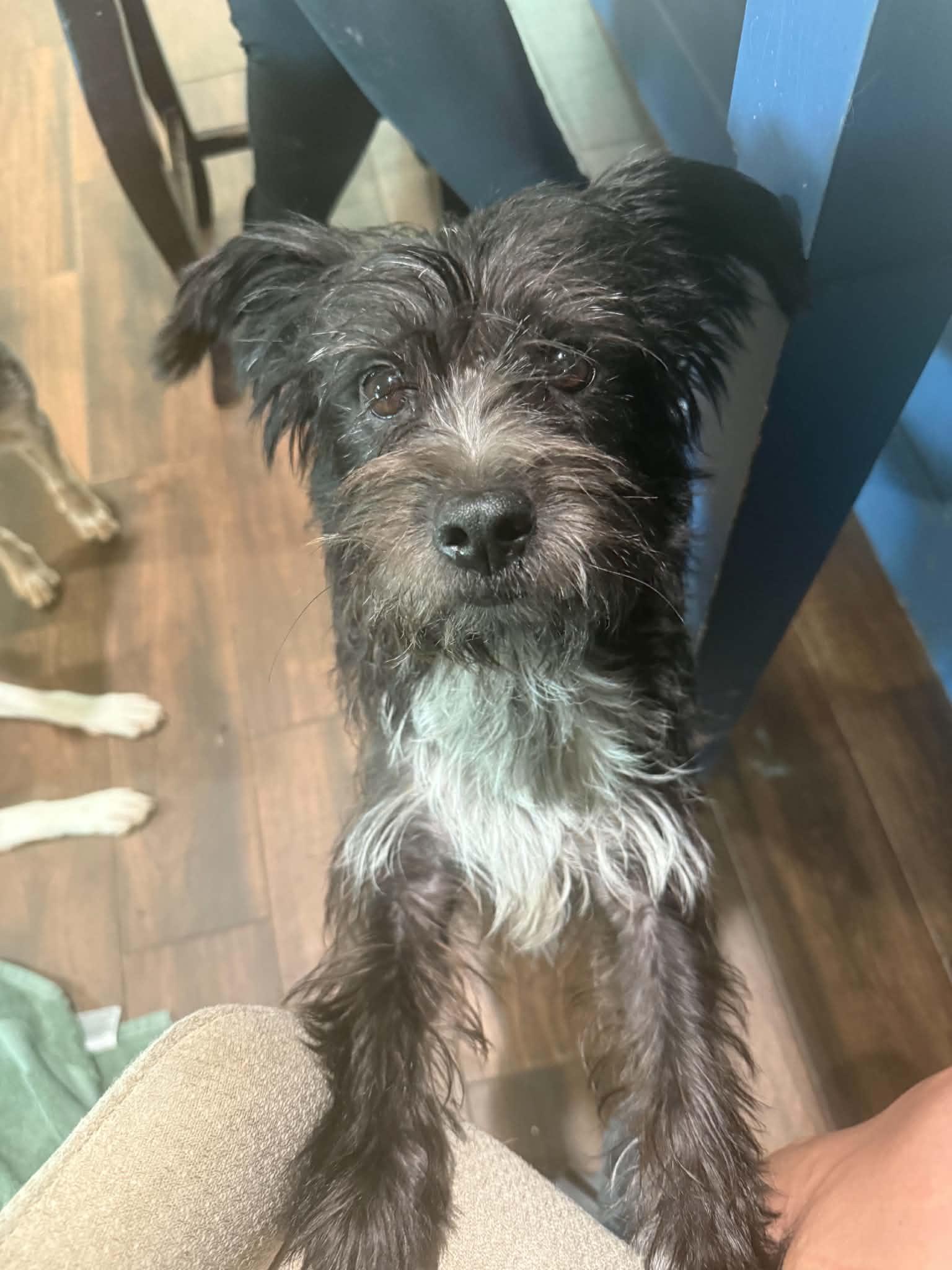 Enlarge Amara, a Adoptable mixed breed in Cherry Hill, NJ image 5/6