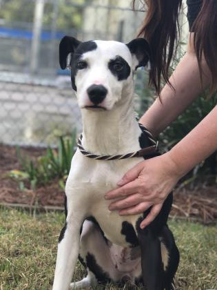 Rory, Adoptable, Adult Female Terrier & Mixed Breed.