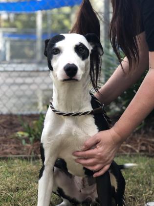 Rory, a Adoptable mixed breed in Brunswick, GA image 2/2